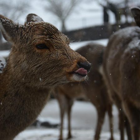 The Deer Park Inn Nara Dış mekan fotoğraf