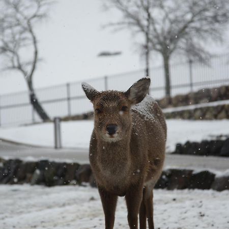 The Deer Park Inn Nara Dış mekan fotoğraf