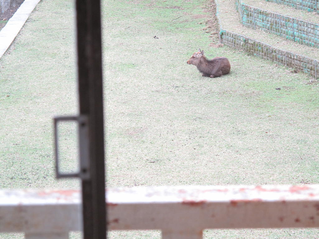 The Deer Park Inn Nara Oda fotoğraf