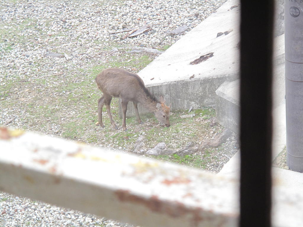 The Deer Park Inn Nara Oda fotoğraf