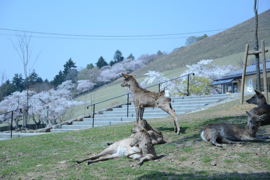 The Deer Park Inn Nara Dış mekan fotoğraf