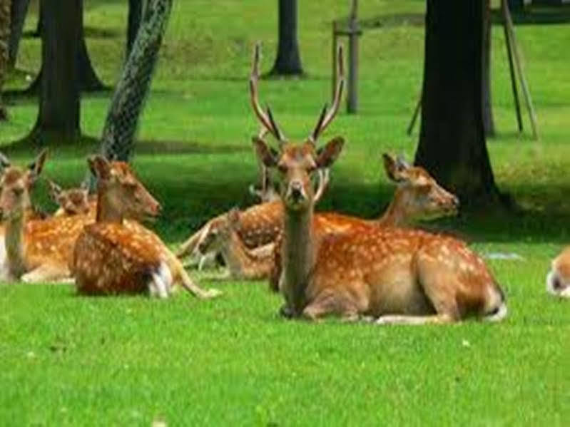 The Deer Park Inn Nara Dış mekan fotoğraf